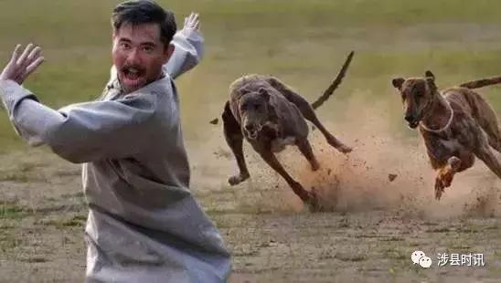 遇到恶犬打哪里,路遇恶犬怎么治