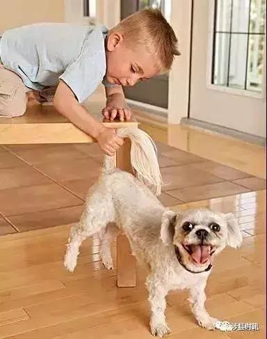 遇到恶犬打哪里,路遇恶犬怎么治