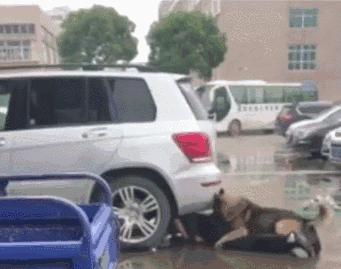 遇到恶犬打哪里,路遇恶犬怎么治