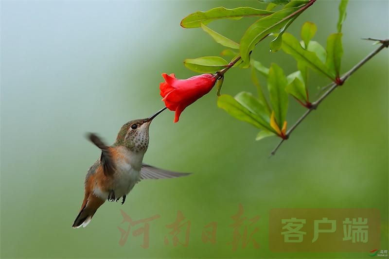 薰风初昼长榴红麦渐黄