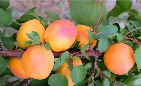 母亲节带老妈来赏花,母亲节带妈妈去公园