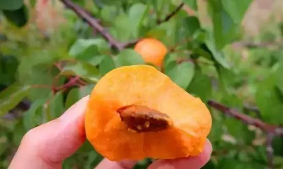 母亲节带老妈来赏花,母亲节带妈妈去公园