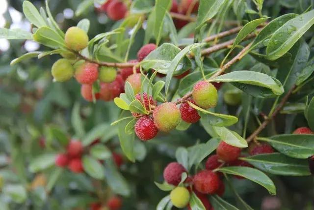 母亲节带老妈来赏花,母亲节带妈妈去公园