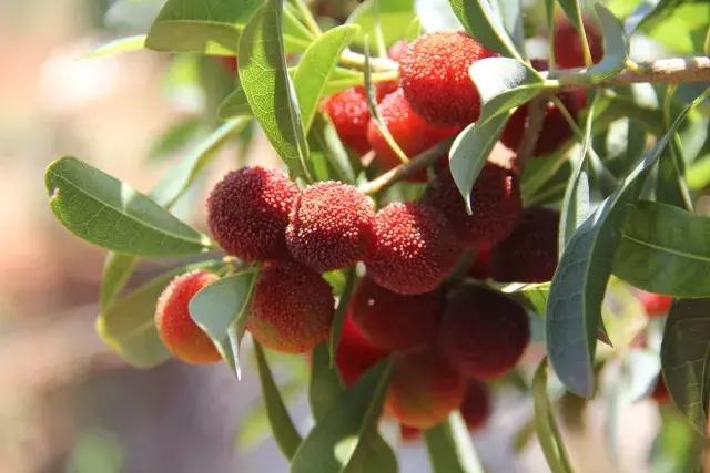 母亲节带老妈来赏花,母亲节带妈妈去公园