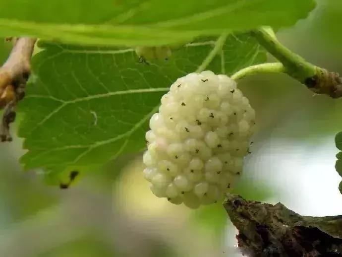 母亲节带老妈来赏花,母亲节带妈妈去公园