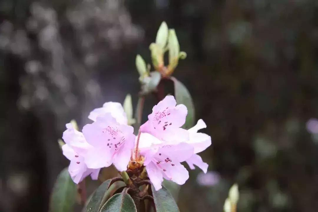 母亲节带老妈来赏花,母亲节带妈妈去公园