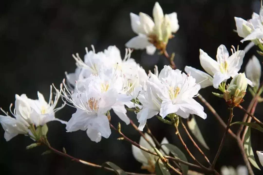 母亲节带老妈来赏花,母亲节带妈妈去公园
