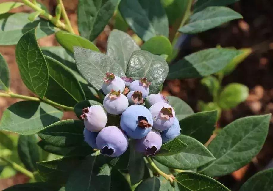 母亲节带老妈来赏花,母亲节带妈妈去公园