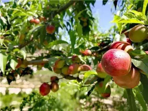 母亲节带老妈来赏花,母亲节带妈妈去公园