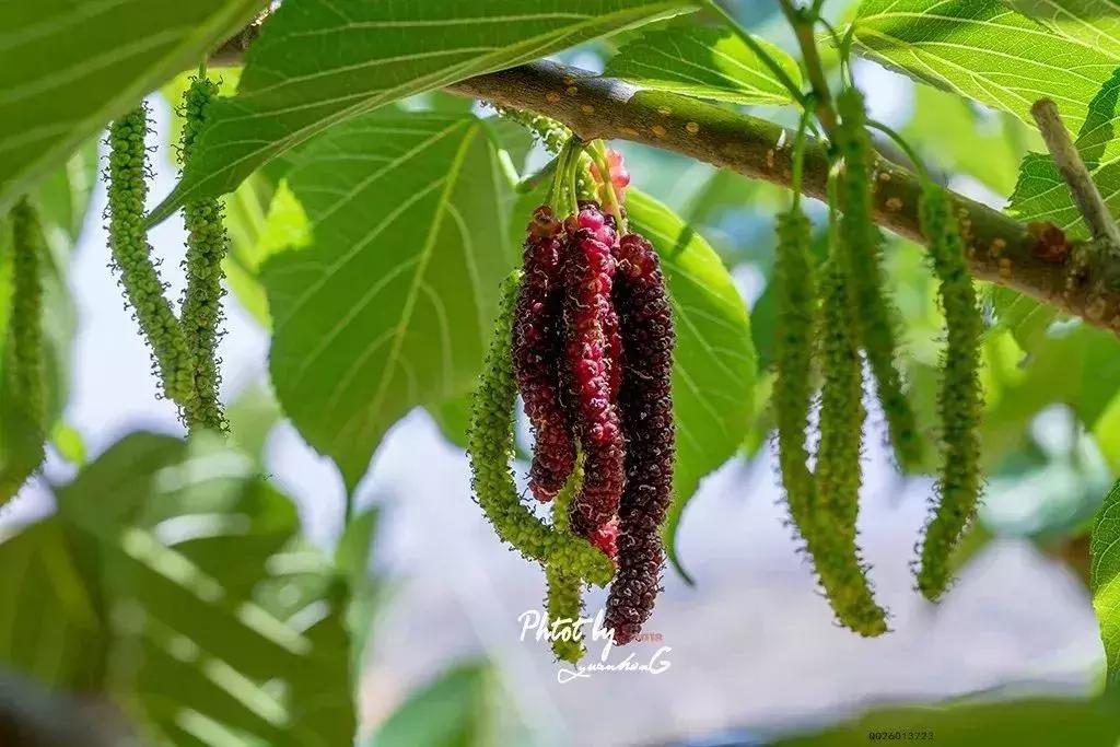 母亲节带老妈来赏花,母亲节带妈妈去公园