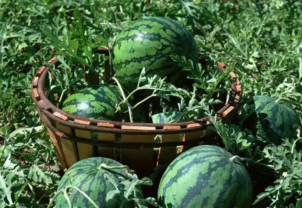 母亲节带老妈来赏花,母亲节带妈妈去公园