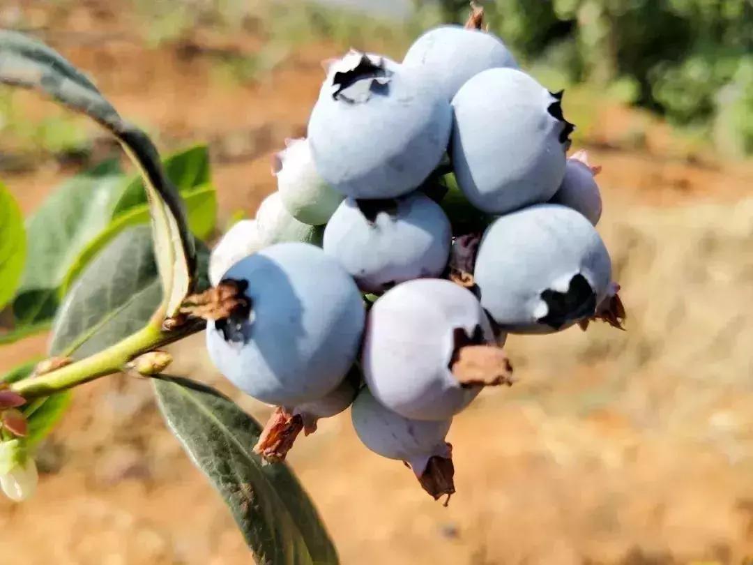 母亲节带老妈来赏花,母亲节带妈妈去公园