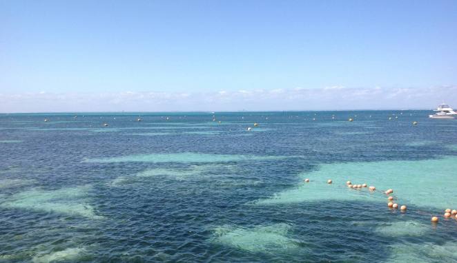 为什么澳洲保健品好,澳洲的护肤品真的好用吗