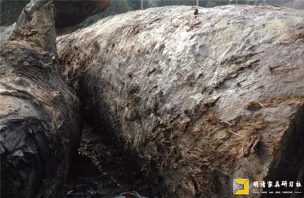 金丝楠市场现状,金丝楠乱象