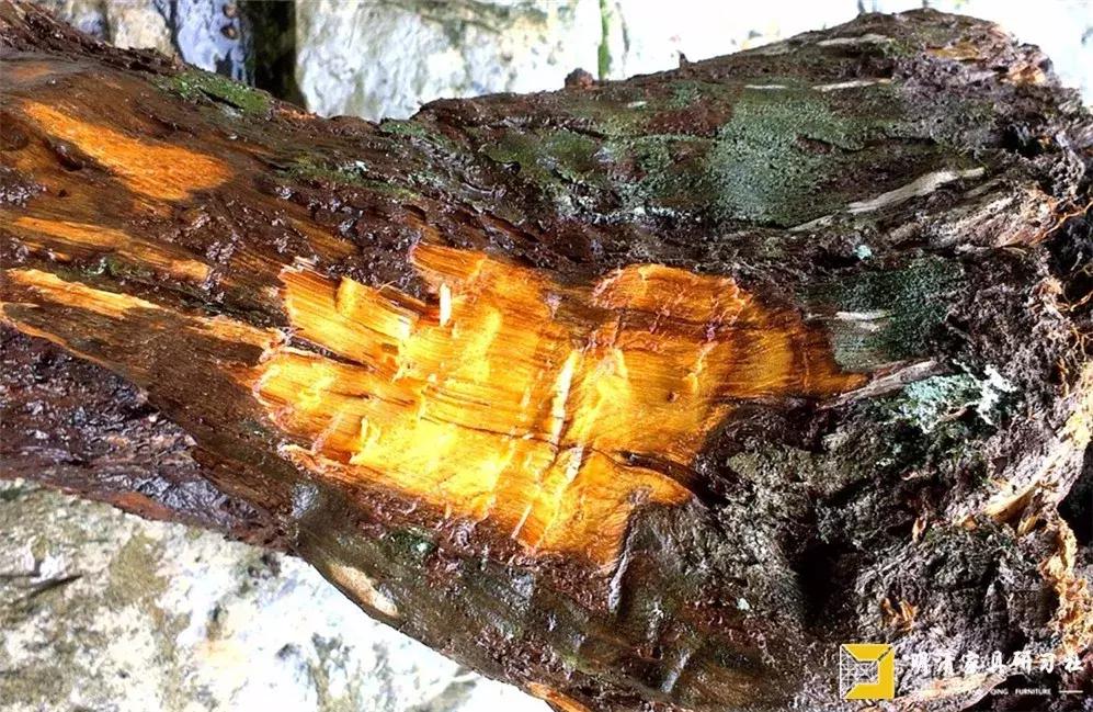 金丝楠市场现状,金丝楠乱象