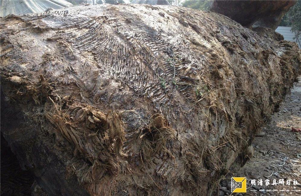 金丝楠市场现状,金丝楠乱象