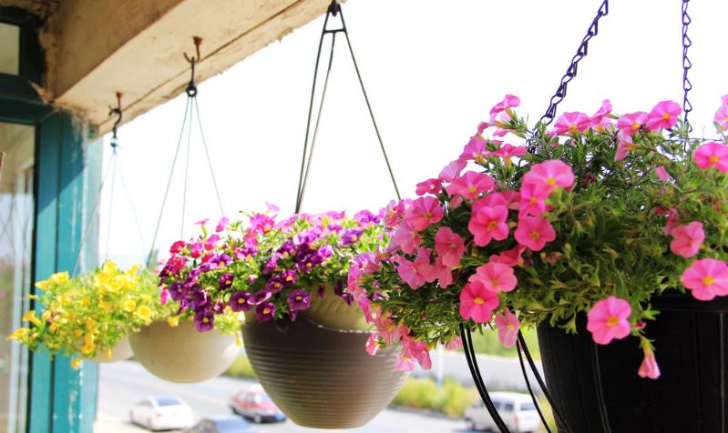 百万小铃爆盆后怎么修剪,盆栽百万小铃怎么修剪