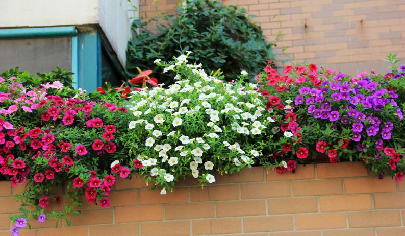 百万小铃爆盆后怎么修剪,盆栽百万小铃怎么修剪