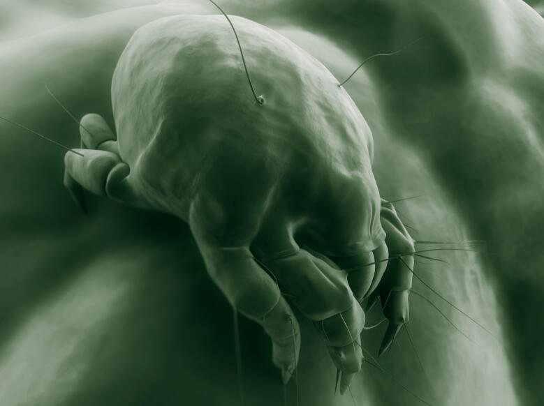 脸上有螨虫痘痘怎么快速去除,脸上的螨虫痘痘怎样去除小妙招