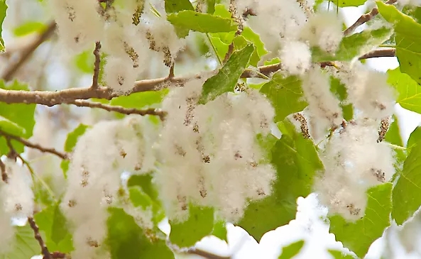 杨絮柳絮宝宝出门需要注意什么,柳絮杨絮对宝宝有没有危害