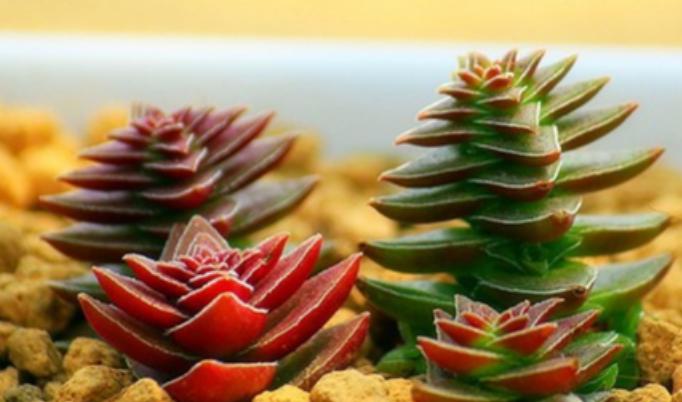 茜之塔多肉徒长很多侧芽,多肉茜之塔有哪些品种