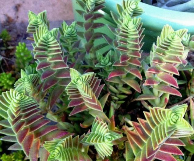 茜之塔多肉徒长很多侧芽,多肉茜之塔有哪些品种