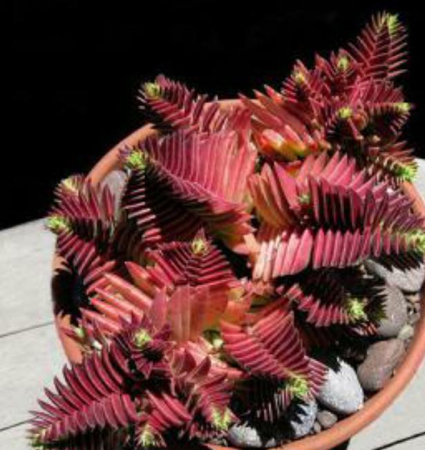 茜之塔多肉徒长很多侧芽,多肉茜之塔有哪些品种