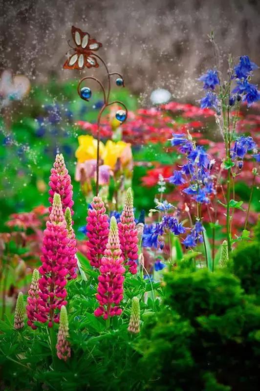 母亲节用花做的母亲节礼物,鲁冰花母亲节祝福