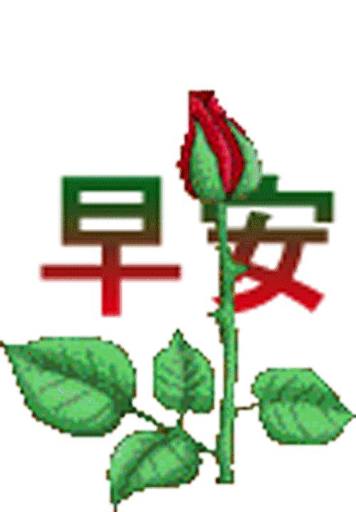 早安鲜花美图图文,最新鲜花早安动态图片