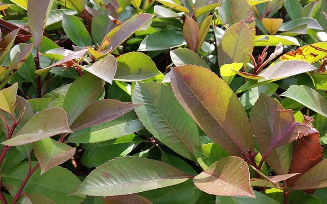 红米S2评测:999元红米S2值得买吗