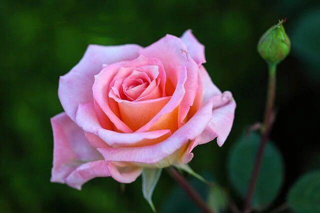 玫瑰月季和月季有区别吗,玫瑰月季如何区别品种图解