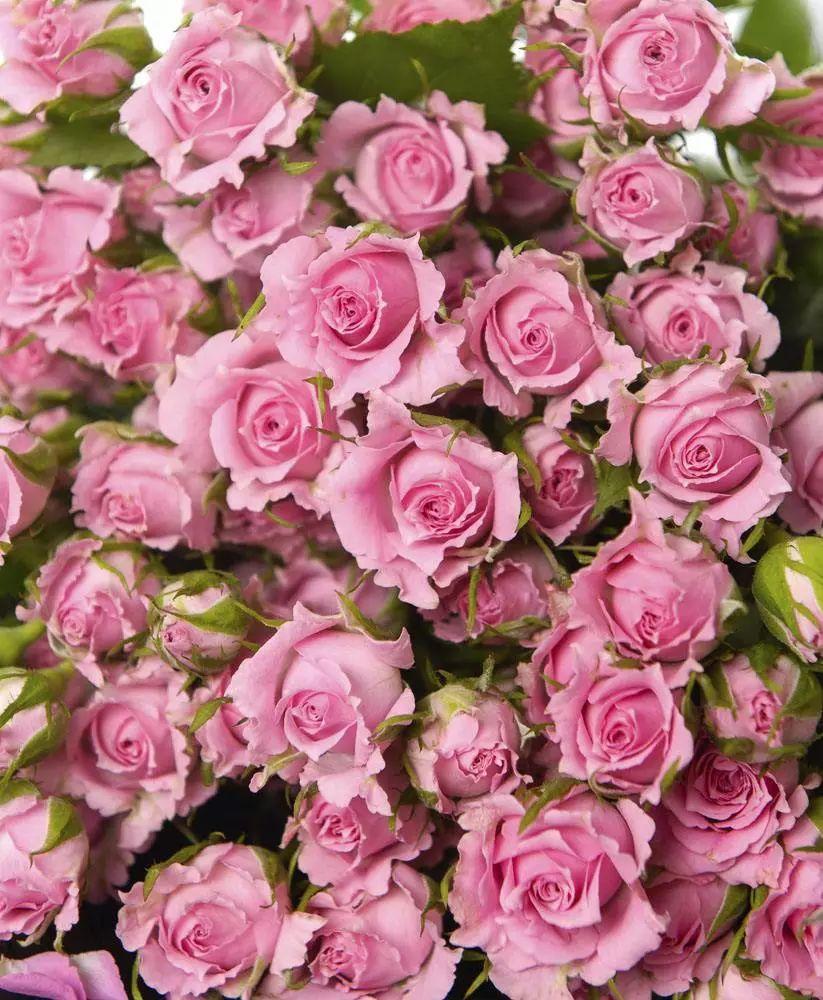 玫瑰月季和月季有区别吗,玫瑰月季如何区别品种图解