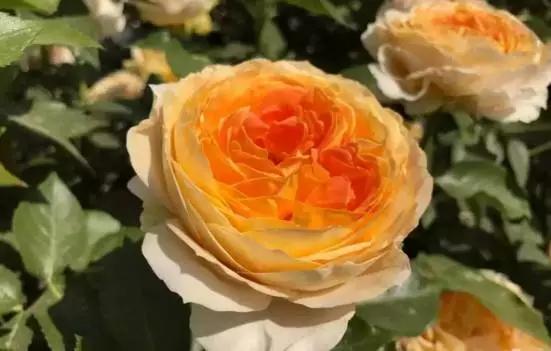 玫瑰月季和月季有区别吗,玫瑰月季如何区别品种图解