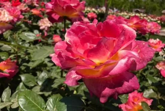 玫瑰月季和月季有区别吗,玫瑰月季如何区别品种图解