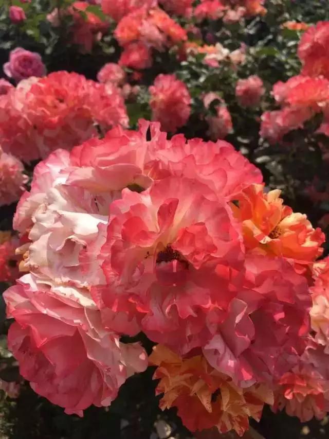 玫瑰月季和月季有区别吗,玫瑰月季如何区别品种图解