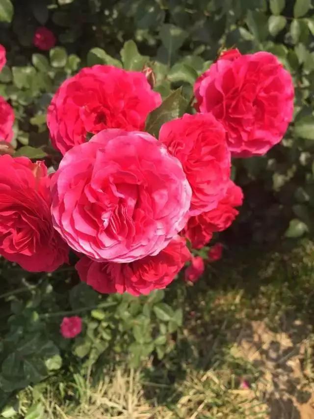 玫瑰月季和月季有区别吗,玫瑰月季如何区别品种图解