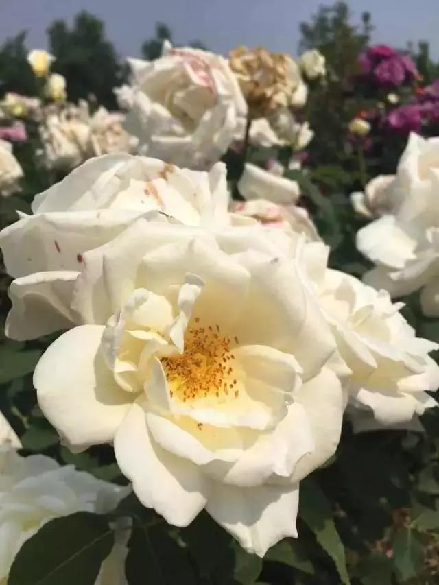 玫瑰月季和月季有区别吗,玫瑰月季如何区别品种图解