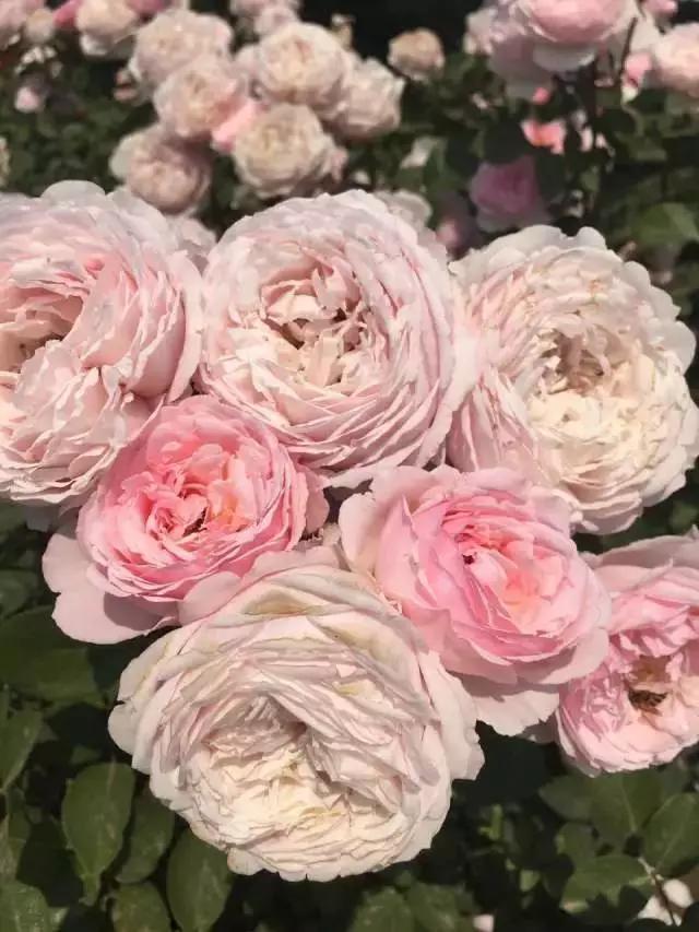 玫瑰月季和月季有区别吗,玫瑰月季如何区别品种图解