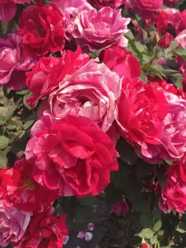 玫瑰月季和月季有区别吗,玫瑰月季如何区别品种图解