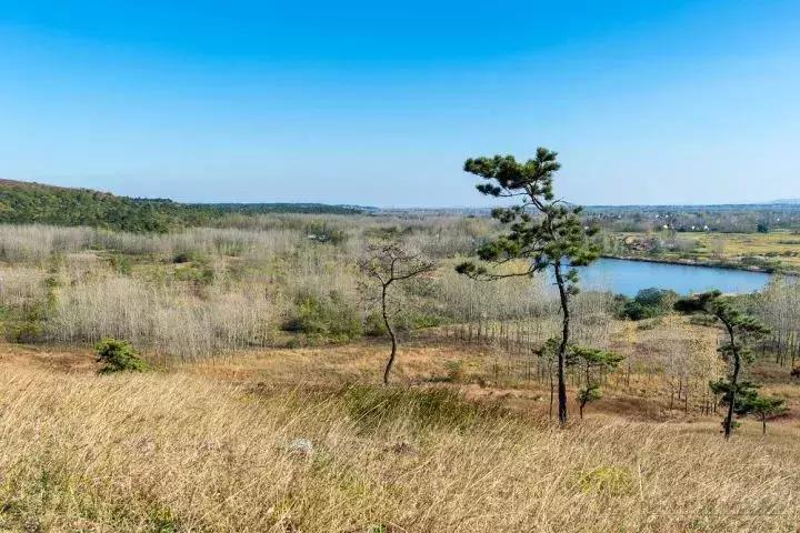 南京江北坝上草原游玩攻略,南京坝上草原自驾游攻略