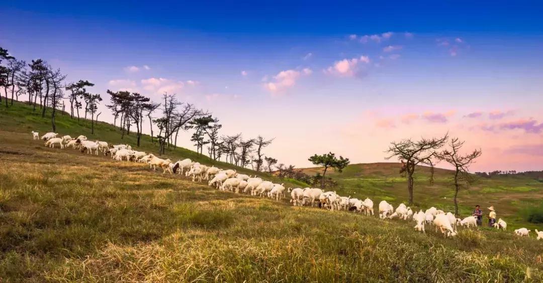 南京江北坝上草原游玩攻略,南京坝上草原自驾游攻略