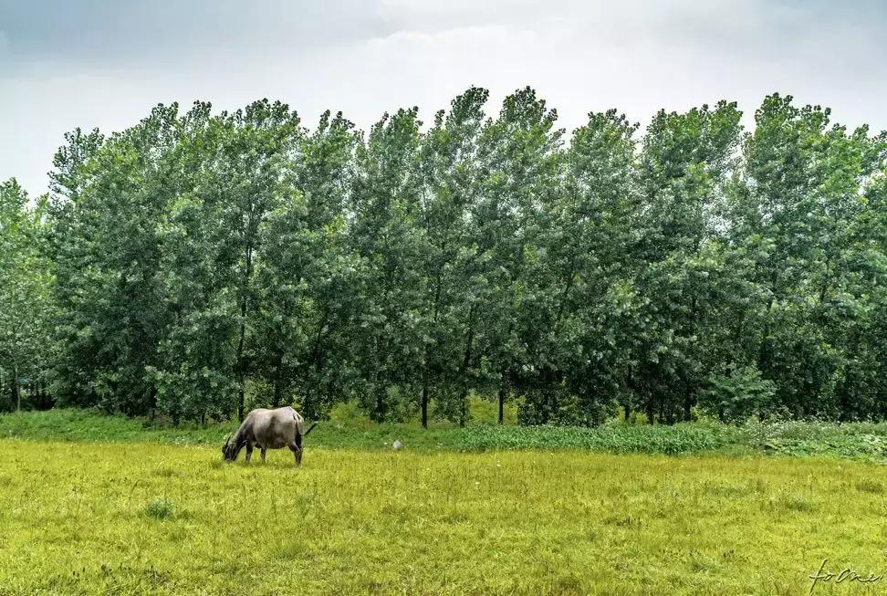 南京江北坝上草原游玩攻略,南京坝上草原自驾游攻略