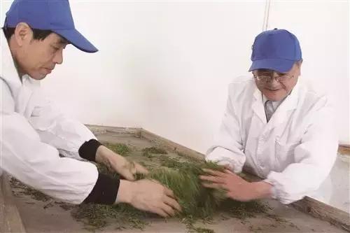 恩施玉露高级感,恩施玉露茶文化