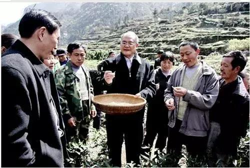 恩施玉露高级感,恩施玉露茶文化