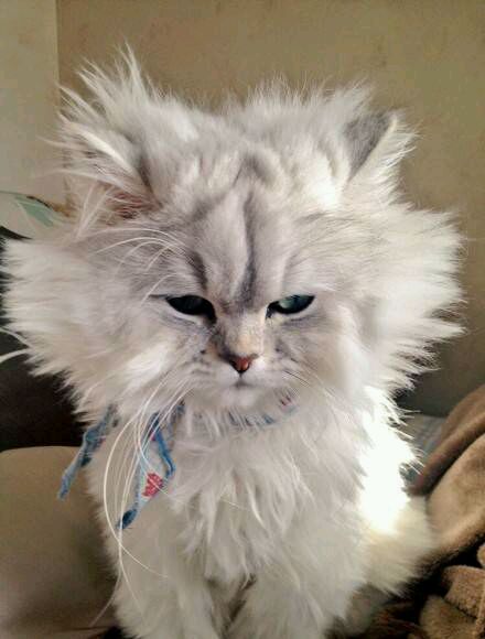 那么多去油去屑防枯草的洗发水，总有一款适合你