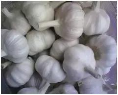 中草药治鱼病？听听专家怎么说~