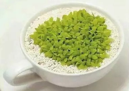 火龙果盆栽怎么种活,火龙果的种子种盆栽活多久