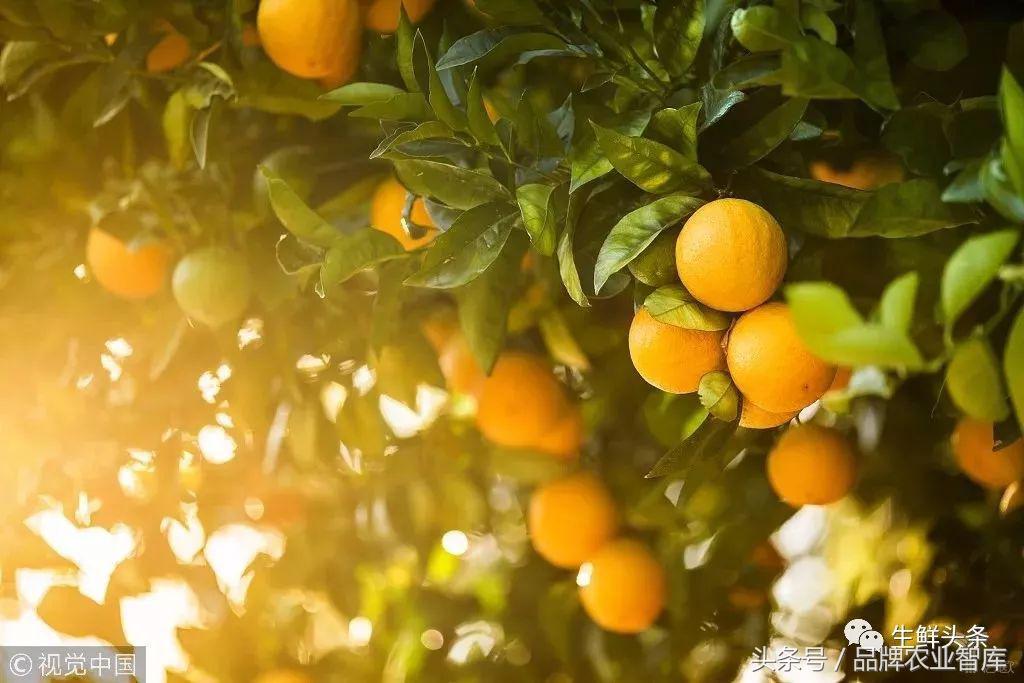 生鲜行业十大核心方法,生鲜供应链与生鲜门店的核心架构