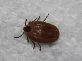 什么样的毒虫咬会起大水泡,夏天3种虫咬可致命