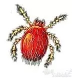 什么样的毒虫咬会起大水泡,夏天3种虫咬可致命